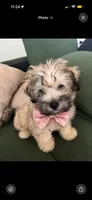 Blue, a male Shih Tzu and Poodle - Toy  for sale in Katy, TX – 1 of 6