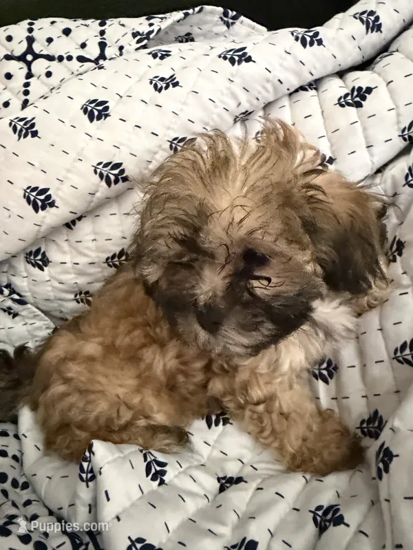 Syx – Poodle, Shih Tzu puppy for sale in Katy, TX