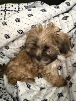 Syx, a male Poodle and Shih Tzu for sale in Katy, TX – 1 of 6