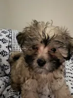 Sevyn , a male Shih Tzu and Poodle - Toy  for sale in Katy, TX – 3 of 6