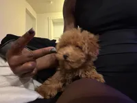 Chrome, a male Maltipoo for sale in Overland, MO – 1 of 3