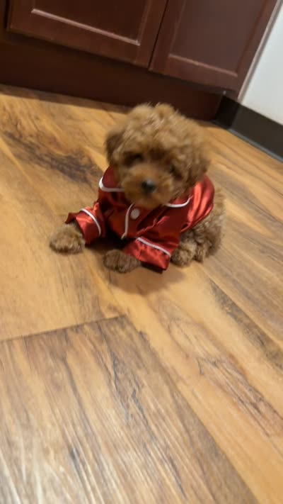 Chrome, a male Maltipoo for sale in Overland, MO – 3 of 3