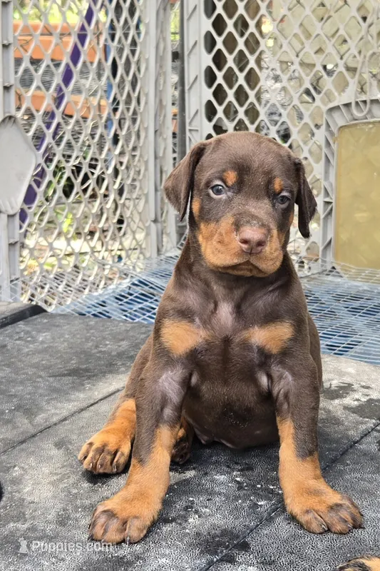 RED COLLAR MALE  – Doberman Pinscher puppy for sale in Fort White, FL
