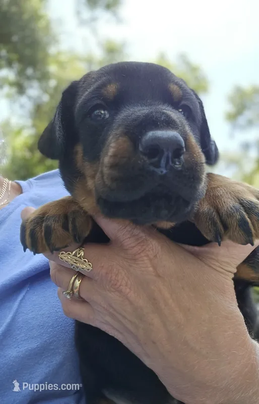 Blue collar male  – Doberman Pinscher puppy for sale in Fort White, FL