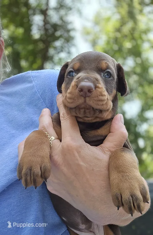 RED COLLAR MALE  – Doberman Pinscher puppy for sale in Fort White, FL