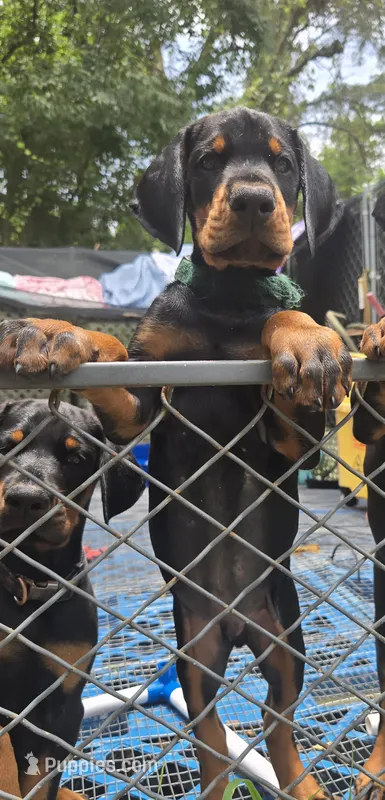 Green collar male  – Doberman Pinscher puppy for sale in Fort White, FL