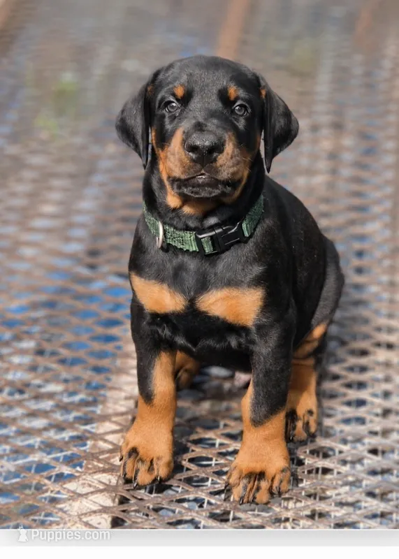 Green collar male  – Doberman Pinscher puppy for sale in Fort White, FL