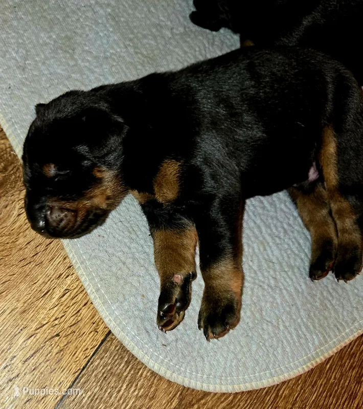 Blue collar male  – Doberman Pinscher puppy for sale in Fort White, FL