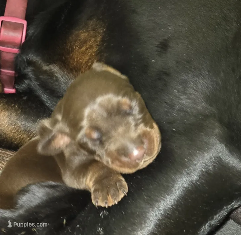 RED COLLAR MALE  – Doberman Pinscher puppy for sale in Fort White, FL