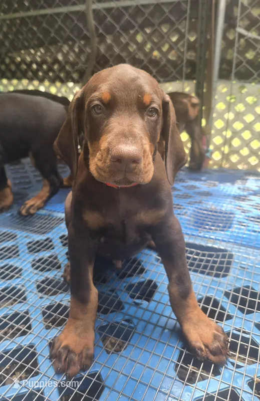 Blue COLLAR MALE  – Doberman Pinscher puppy for sale in Fort White, FL