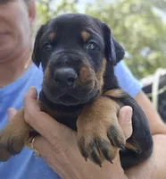 Green collar male , a male Doberman Pinscher for sale in Fort White, FL – 3 of 6
