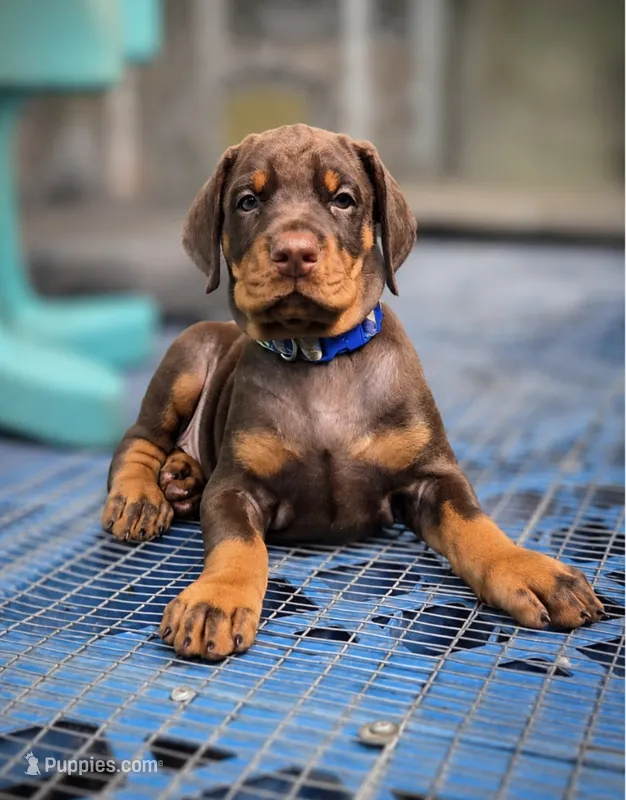Blue COLLAR MALE  – Doberman Pinscher puppy for sale in Fort White, FL