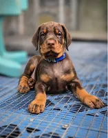 Blue COLLAR MALE , a male Doberman Pinscher for sale in Fort White, FL – 1 of 5