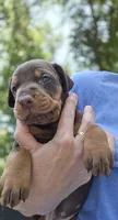 Blue COLLAR MALE , a male Doberman Pinscher for sale in Fort White, FL – 3 of 5