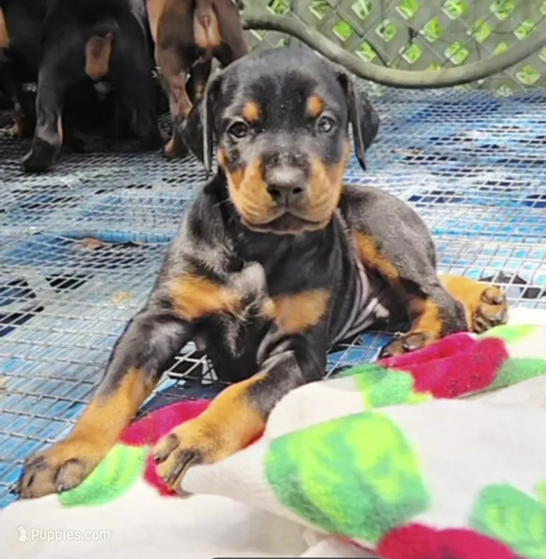 Blue collar male  – Doberman Pinscher puppy for sale in Fort White, FL