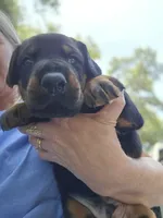 Green collar male , a male Doberman Pinscher for sale in Fort White, FL – 5 of 6