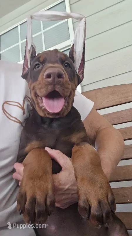 Blue COLLAR MALE  – Doberman Pinscher puppy for sale in Fort White, FL