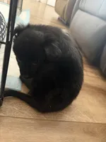 Remsi, a male Chihuahua and Shih Tzu for sale in Sparks, NV – Photo 4 of 5