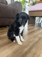 Remsi, a male Chihuahua and Shih Tzu for sale in Sparks, NV – Photo 1 of 5