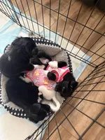 Remsi, a male Chihuahua and Shih Tzu for sale in Sparks, NV – Photo 5 of 5