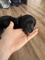 Remsi, a male Chihuahua and Shih Tzu for sale in Sparks, NV – Photo 2 of 5