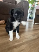 Remsi, a male Chihuahua and Shih Tzu for sale in Sparks, NV – Photo 3 of 5