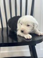 processed/e5f292b6-e918-4c77-80d7-c0ca7f230601/listing/58cf8bde-c803-4446-8e30-55a14de4afff/b3326f42-1a08-4fcb-a691-a90a018186ee