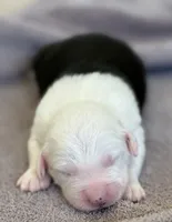 processed/e5f292b6-e918-4c77-80d7-c0ca7f230601/listing/58cf8bde-c803-4446-8e30-55a14de4afff/ba51c482-a155-42ed-af31-ce46d5b4789a