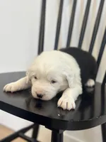 processed/e5f292b6-e918-4c77-80d7-c0ca7f230601/listing/58cf8bde-c803-4446-8e30-55a14de4afff/c4155089-6825-4af2-9afc-0b07566ac4d2