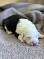 processed/e5f292b6-e918-4c77-80d7-c0ca7f230601/listing/8c96ff62-412b-41d5-b90c-f6fc314a28e1/096a513e-9bad-4eed-b622-6df37b6f72ee