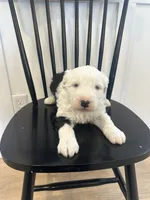 processed/e5f292b6-e918-4c77-80d7-c0ca7f230601/listing/8c96ff62-412b-41d5-b90c-f6fc314a28e1/98ae2d13-cc56-489b-8c3e-346d90db8688