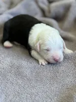 processed/e5f292b6-e918-4c77-80d7-c0ca7f230601/listing/be9f4a3c-d532-40c2-bc8b-aa6a8e26b644/43a74633-8109-44b1-9480-001909b9e03e