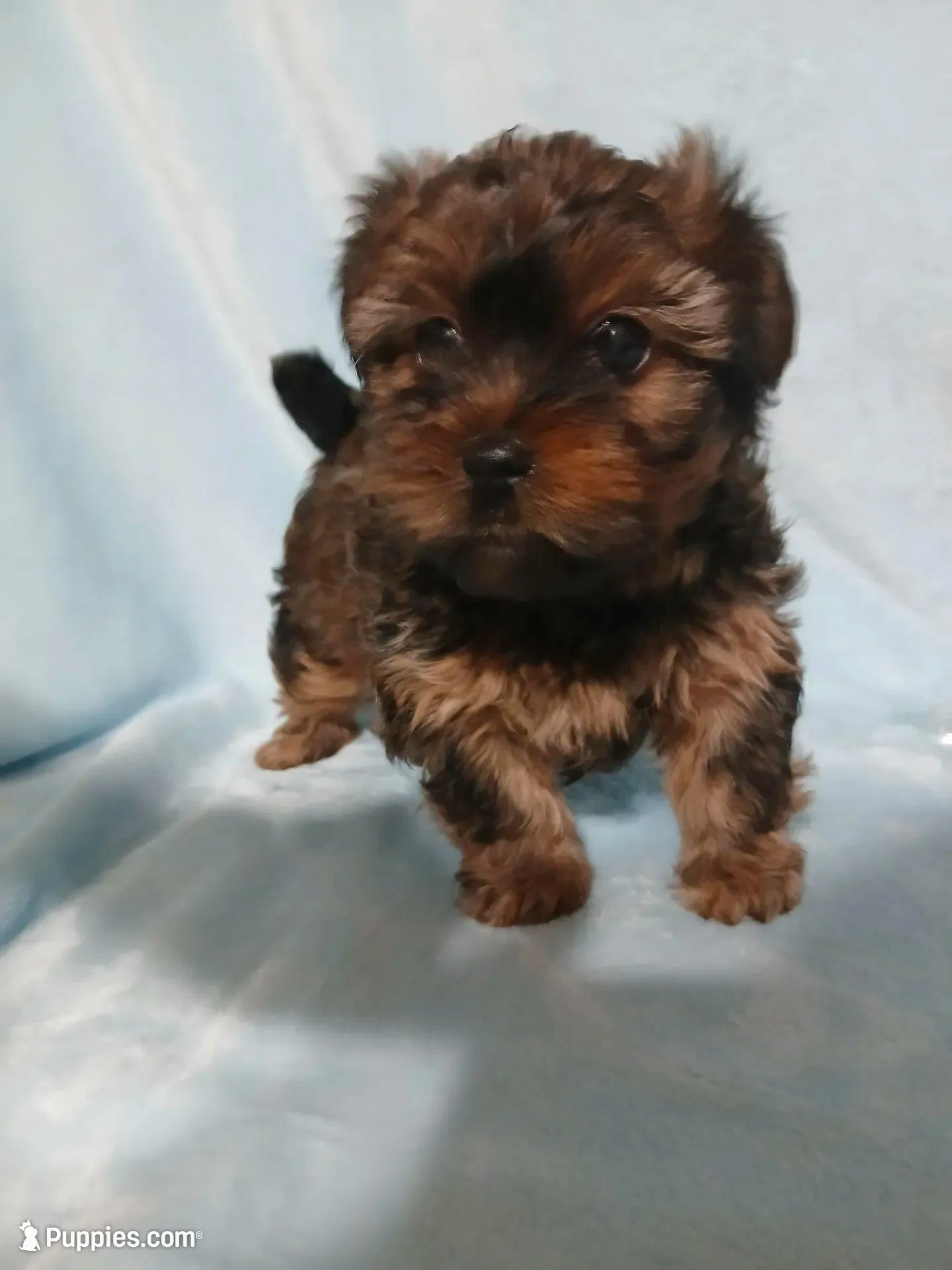 Kirby, a male Shih Tzu and Yorkshire Terrier for sale in Perry, GA – Photo 5 of 6