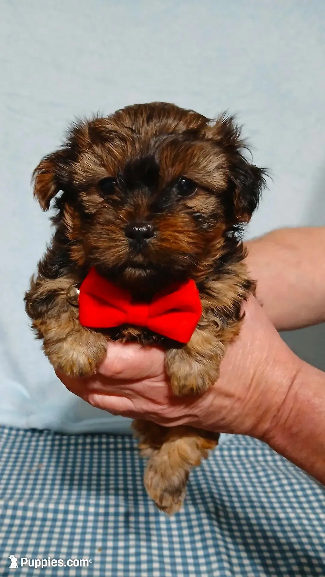 Kirby – Shih Tzu, Yorkshire Terrier puppy for sale in Perry, GA