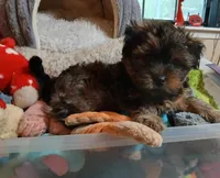 Kirby, a male Shih Tzu and Yorkshire Terrier for sale in Perry, GA – Photo 2 of 6