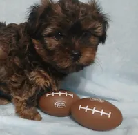 Kirby, a male Shih Tzu and Yorkshire Terrier for sale in Perry, GA – Photo 4 of 6