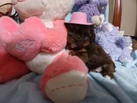 Teeny, a female Yorkshire Terrier and Shorkie for sale in Perry, GA – Photo 3 of 7