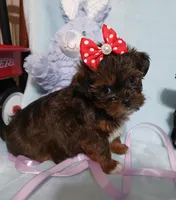 Teeny, a female Yorkshire Terrier and Shorkie for sale in Perry, GA – Photo 4 of 7
