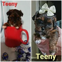 Teeny, a female Yorkshire Terrier and Shorkie for sale in Perry, GA – Photo 5 of 7