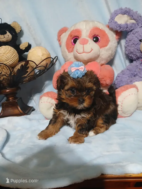 Teeny – Yorkshire Terrier, Shorkie puppy for sale in Perry, GA