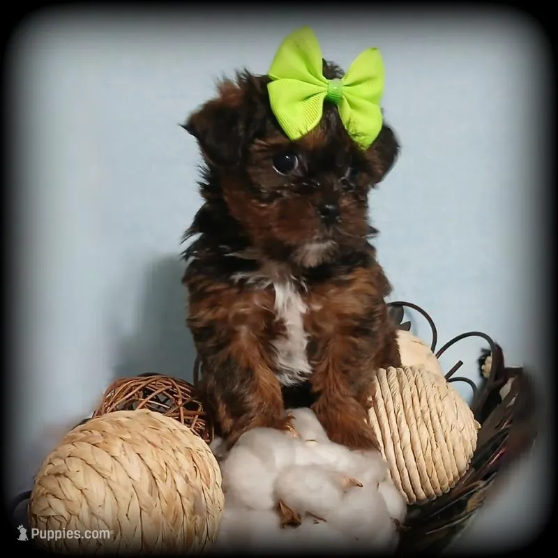 Teeny – Yorkshire Terrier, Shorkie puppy for sale in Perry, GA