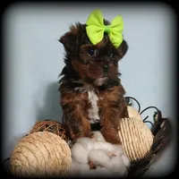 Teeny, a female Yorkshire Terrier and Shorkie for sale in Perry, GA – Photo 1 of 7