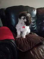 Teeny, a female Yorkshire Terrier and Shorkie for sale in Perry, GA – Photo 7 of 7