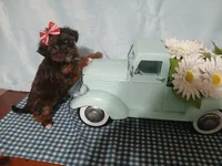 Teeny, a female Yorkshire Terrier and Shorkie for sale in Perry, GA – Photo 2 of 7