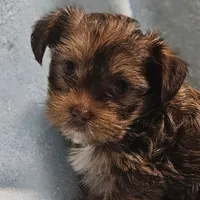 Bodhi, a male Yorkshire Terrier and Shorkie for sale in Perry, GA – 2 of 5
