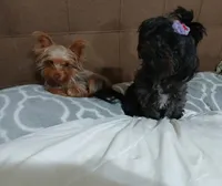 Bella, a female Yorkshire Terrier and Shorkie for sale in Perry, GA – 5 of 5