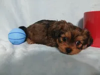 Kobe, a male Shih Tzu and Yorkshire Terrier for sale in Perry, GA – Photo 4 of 5
