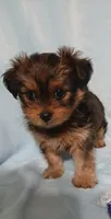 Kobe, a male Shih Tzu and Yorkshire Terrier for sale in Perry, GA – Photo 3 of 5