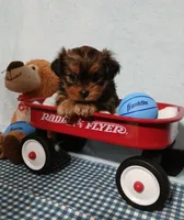 Kobe, a male Shih Tzu and Yorkshire Terrier for sale in Perry, GA – Photo 2 of 5