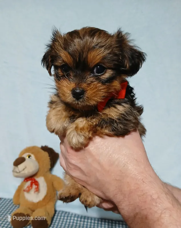 Kobe – Shih Tzu, Yorkshire Terrier puppy for sale in Perry, GA